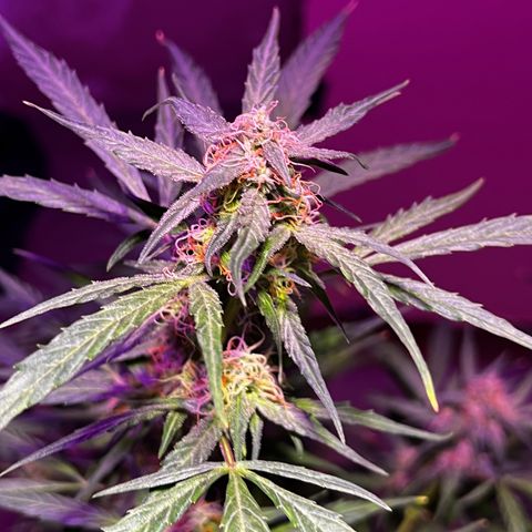 Royal Bluematic growlog timeline photo