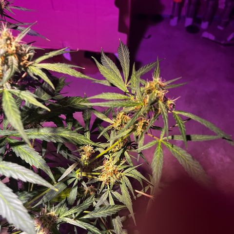 Royal Bluematic growlog timeline photo