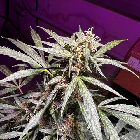 Royal Bluematic growlog timeline photo