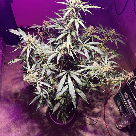 Royal Bluematic growlog timeline photo