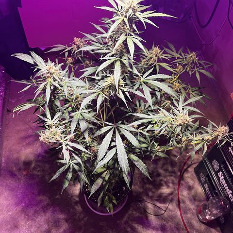Royal Bluematic growlog timeline photo