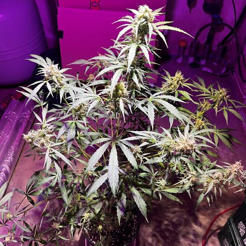 Royal Bluematic growlog timeline photo