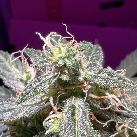 Royal Bluematic growlog timeline photo