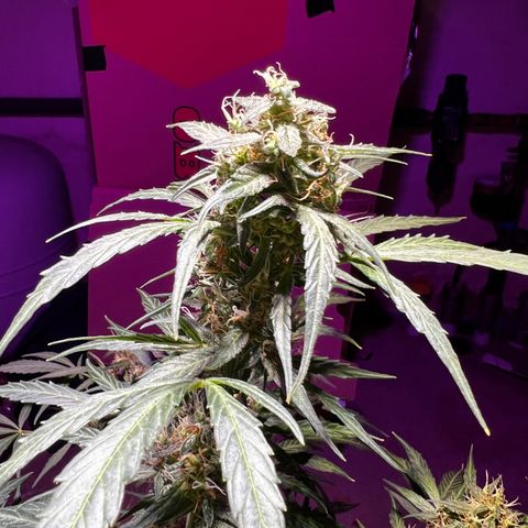 Royal Bluematic growlog timeline photo