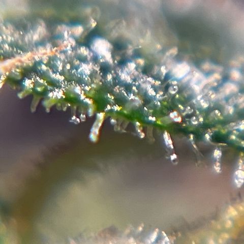 Royal Bluematic growlog timeline photo