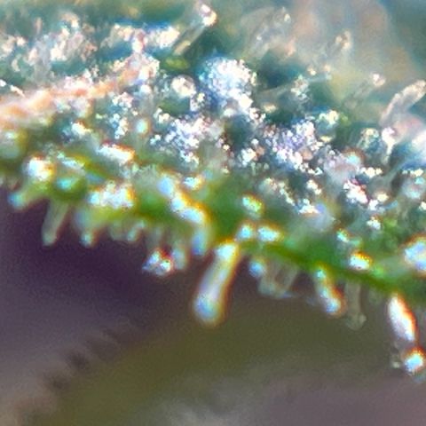 Royal Bluematic growlog timeline photo