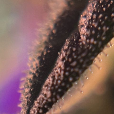 Royal Bluematic growlog timeline photo