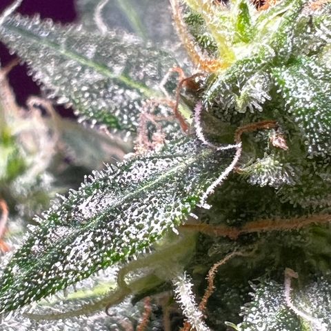 Royal Bluematic growlog timeline photo