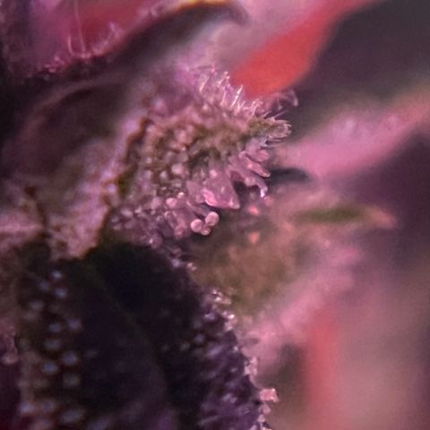 Royal Bluematic growlog timeline photo