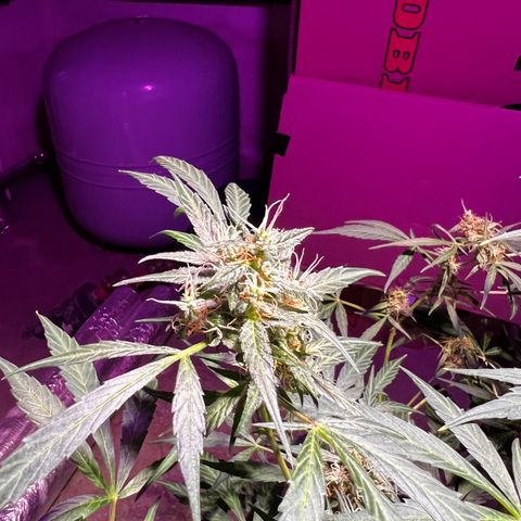 Royal Bluematic growlog timeline photo