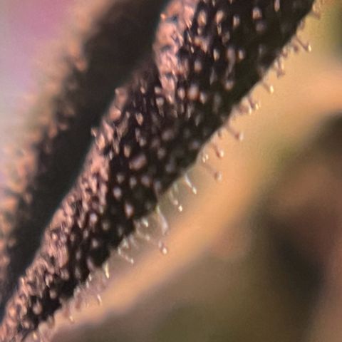Royal Bluematic growlog timeline photo
