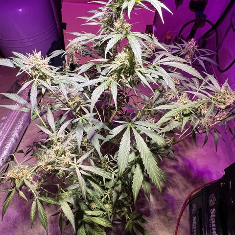 Royal Bluematic growlog timeline photo