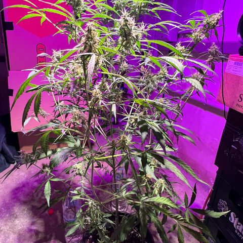 Royal Bluematic growlog timeline photo