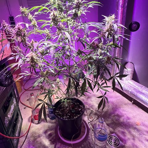 Royal Bluematic growlog timeline photo