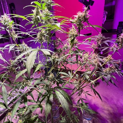 Royal Bluematic growlog timeline photo