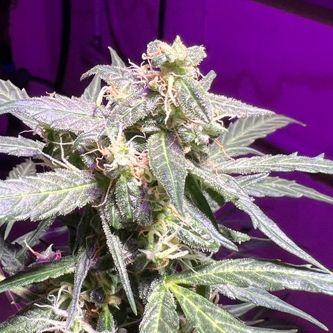 Royal Bluematic growlog timeline photo