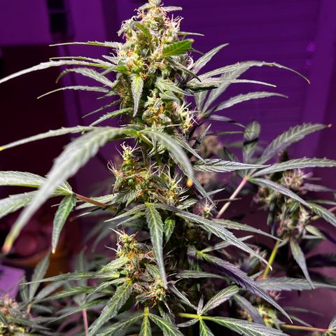 Royal Bluematic growlog timeline photo