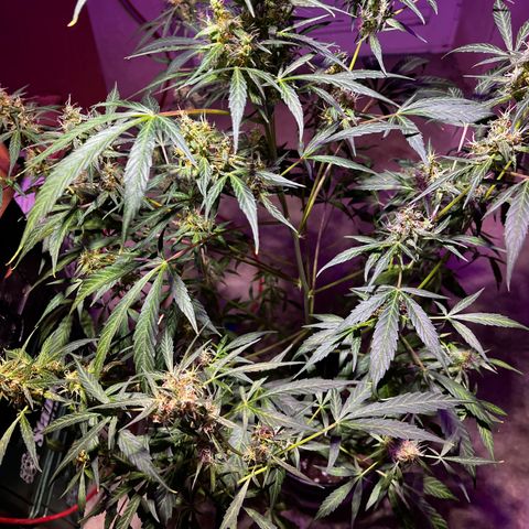 Royal Bluematic growlog timeline photo