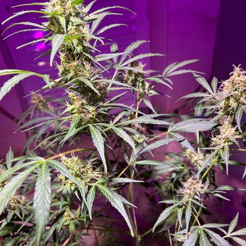 Royal Bluematic growlog timeline photo