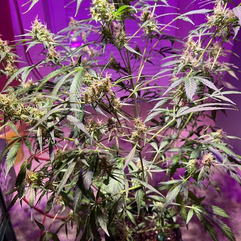 Royal Bluematic growlog timeline photo