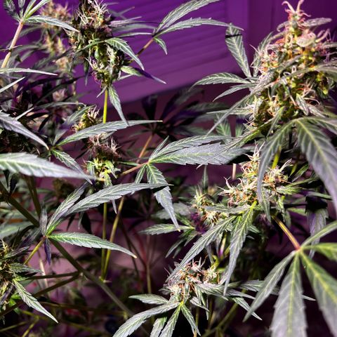 Royal Bluematic growlog timeline photo