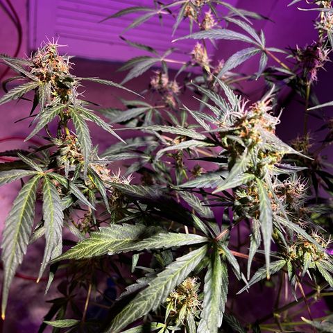 Royal Bluematic growlog timeline photo