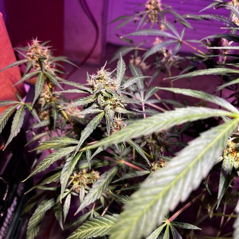 Royal Bluematic growlog timeline photo