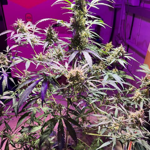 Royal Bluematic growlog timeline photo