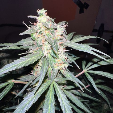 Royal Bluematic growlog timeline photo