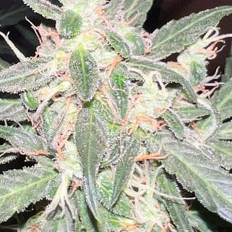 Royal Bluematic growlog timeline photo