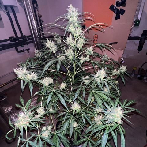 Royal Bluematic growlog timeline photo
