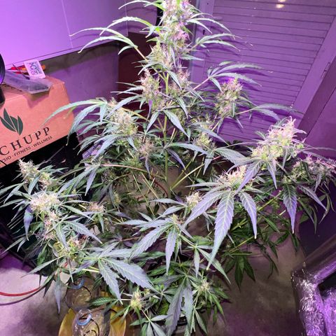 Royal Bluematic growlog timeline photo