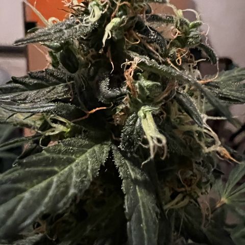 Royal Bluematic growlog timeline photo