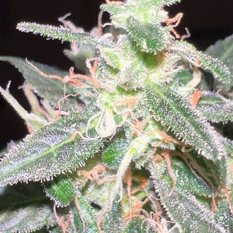 Royal Bluematic growlog timeline photo