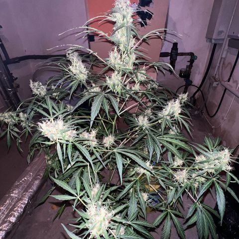 Royal Bluematic growlog timeline photo