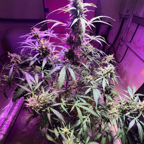 Royal Bluematic growlog timeline photo