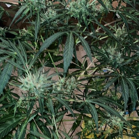 Royal Bluematic growlog timeline photo