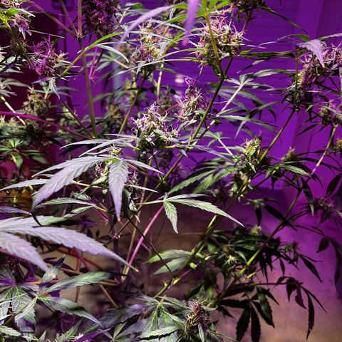 Royal Bluematic growlog timeline photo
