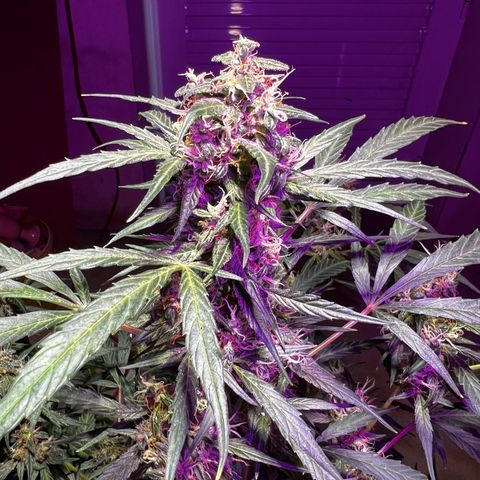 Royal Bluematic growlog timeline photo