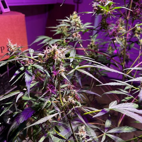 Royal Bluematic growlog timeline photo