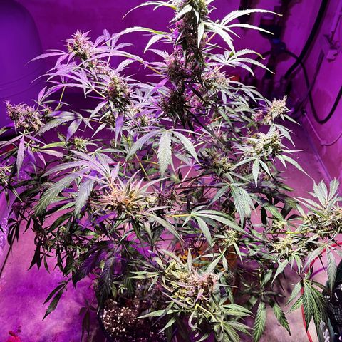 Royal Bluematic growlog timeline photo