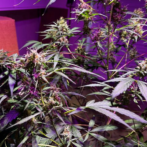 Royal Bluematic growlog timeline photo