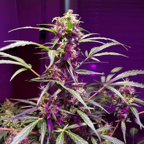 Royal Bluematic growlog timeline photo