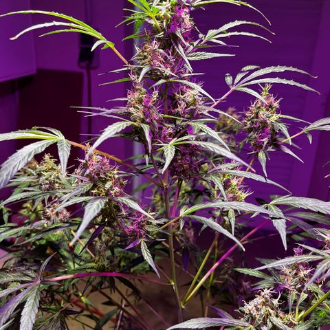 Royal Bluematic growlog timeline photo