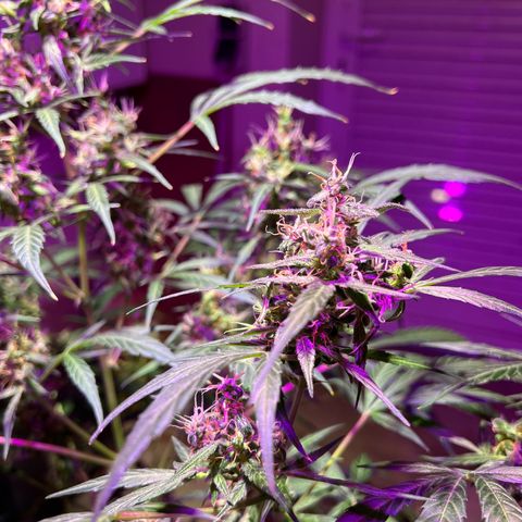 Royal Bluematic growlog timeline photo