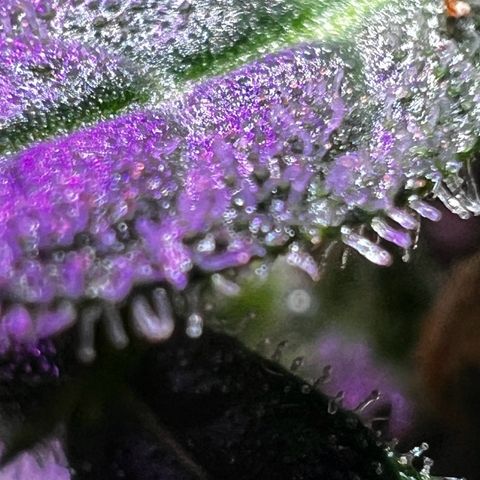 Royal Bluematic growlog timeline photo