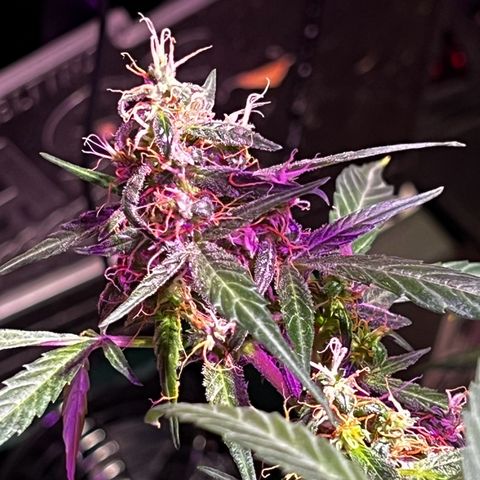 Royal Bluematic growlog timeline photo
