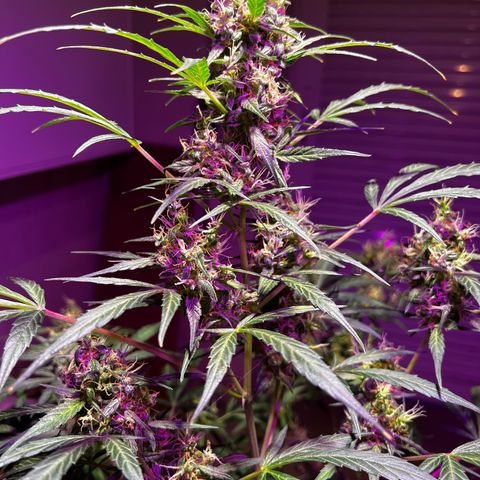 Royal Bluematic growlog timeline photo