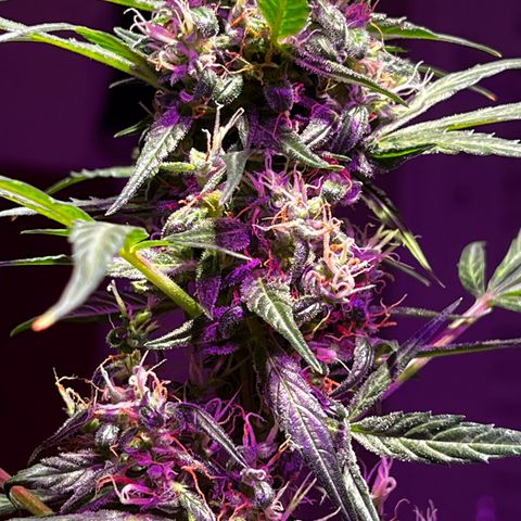 Royal Bluematic growlog timeline photo