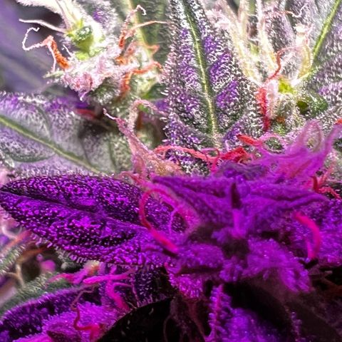 Royal Bluematic growlog timeline photo